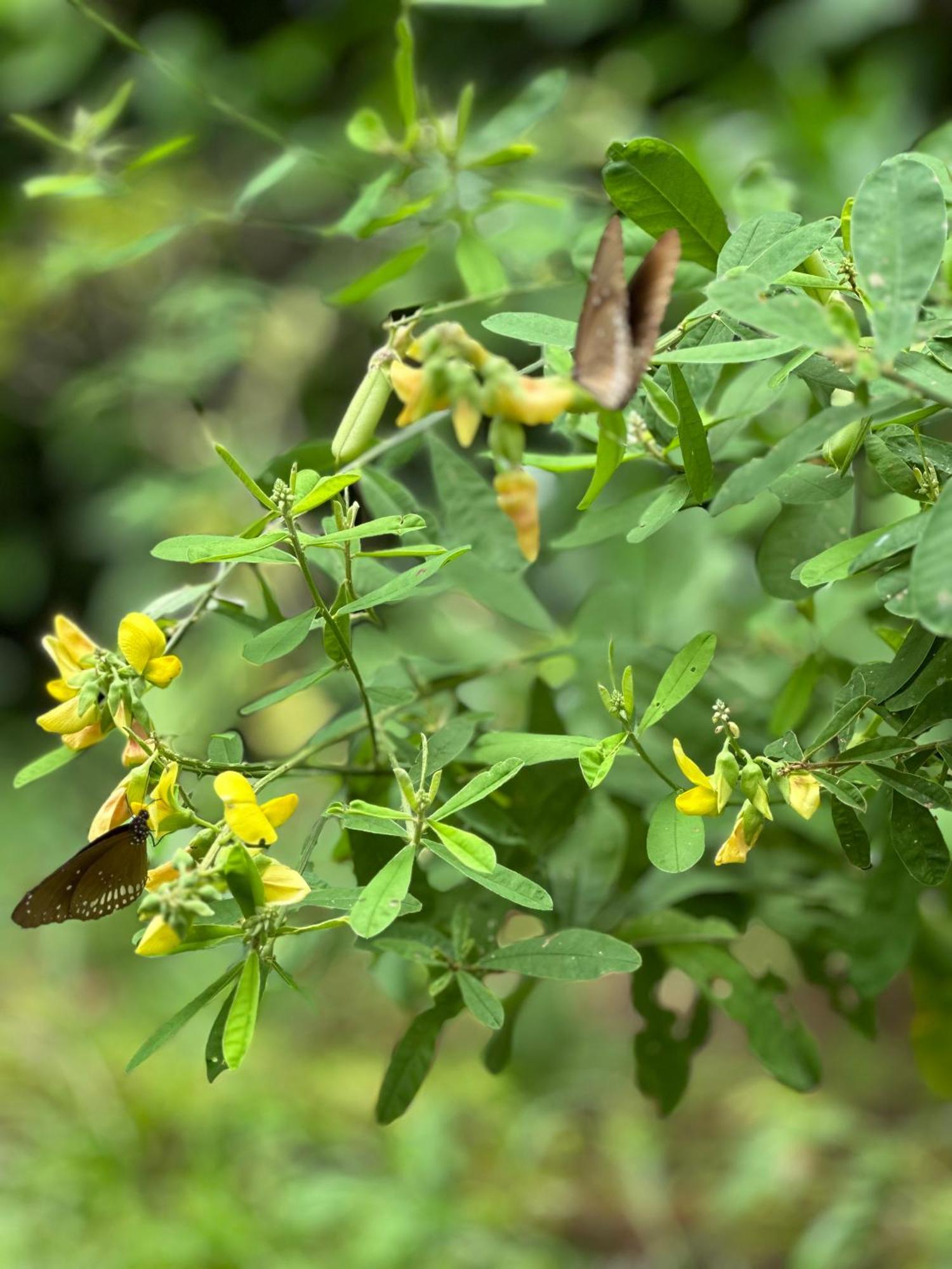 Sigiri Hibiscus Villa Sigiriya Bagian luar foto
