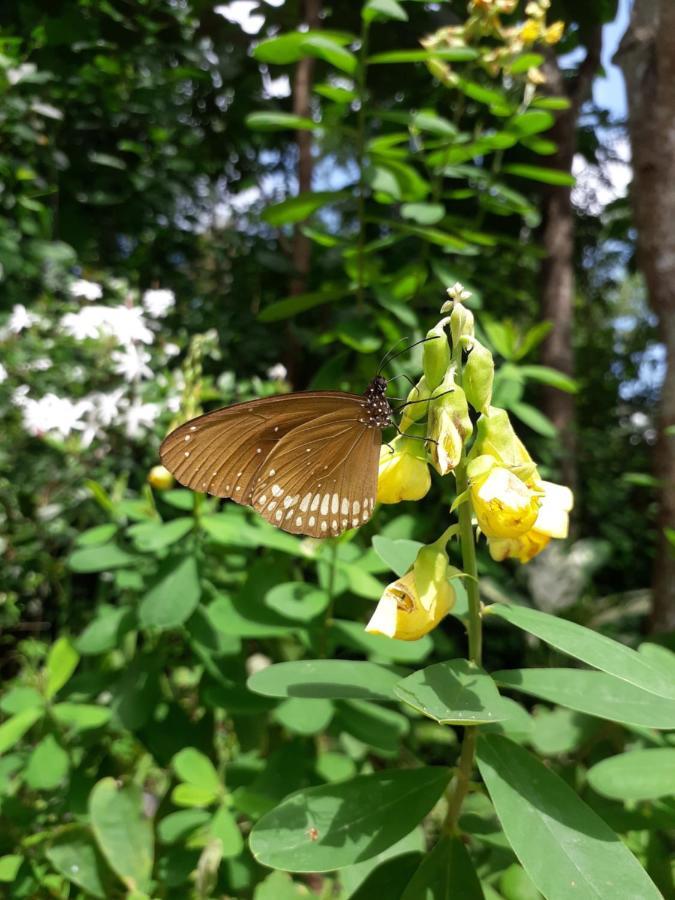 Sigiri Hibiscus Villa Sigiriya Bagian luar foto
