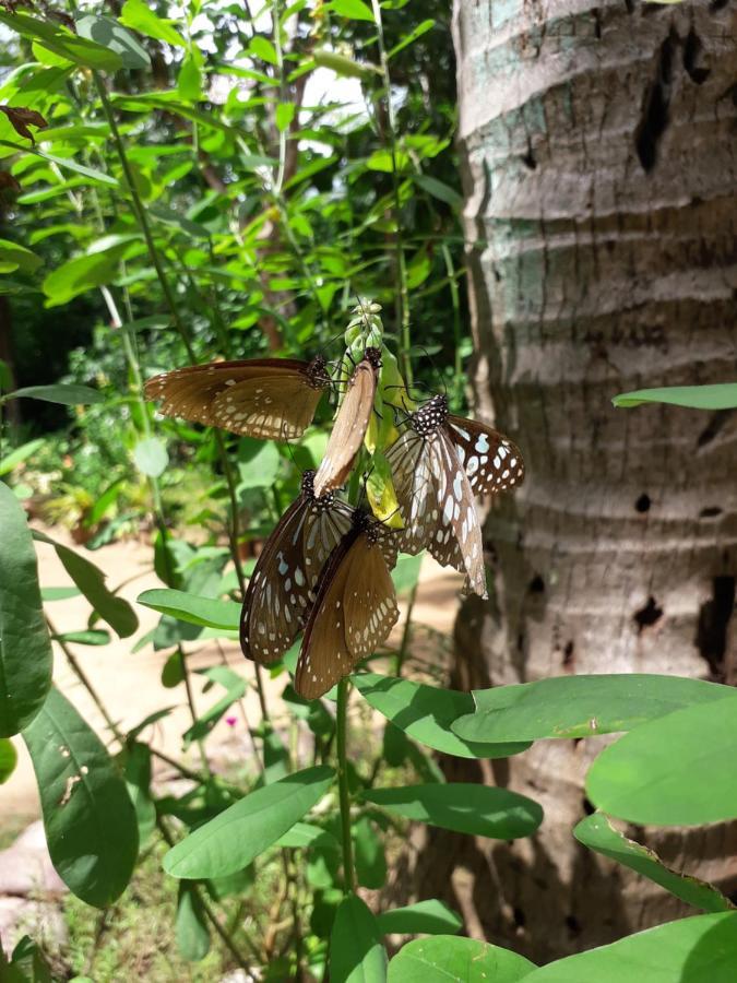 Sigiri Hibiscus Villa Sigiriya Bagian luar foto